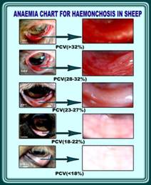 Anaemia chart.jpg