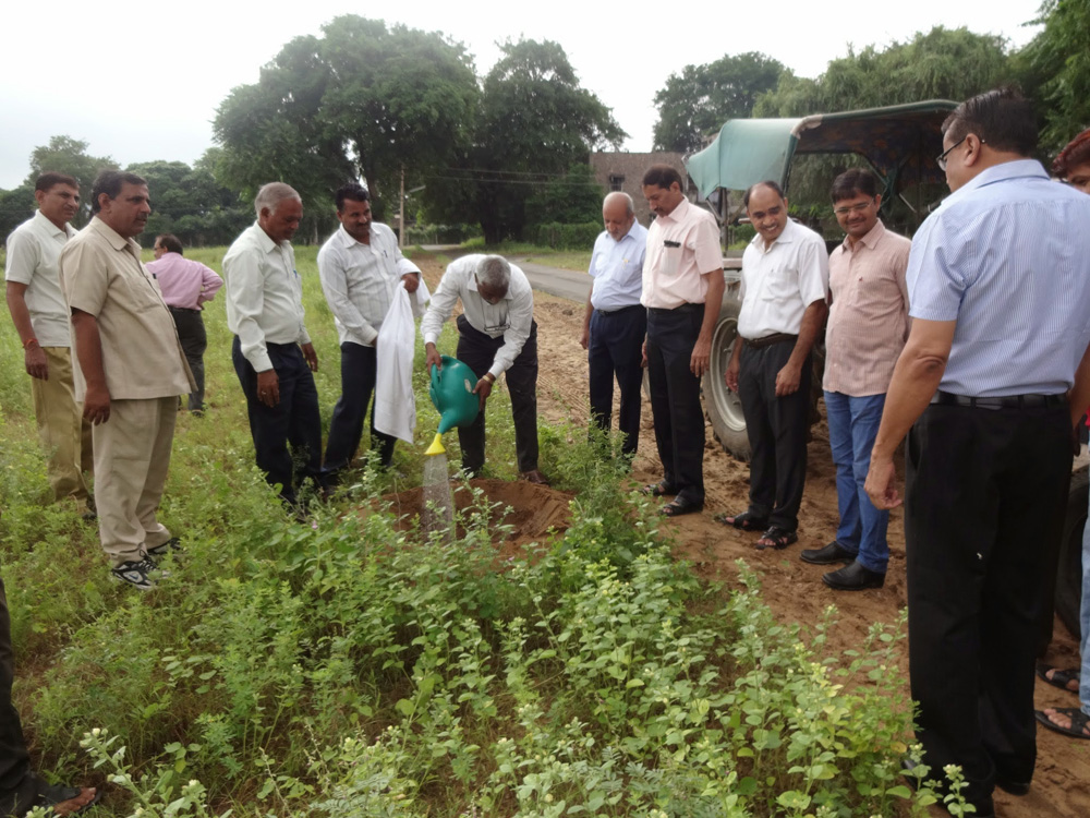 Massive plantation in leadership of director at CSWRI farm Avikanagar at different locations on dated 5.09.2014 on the eve of teacher day