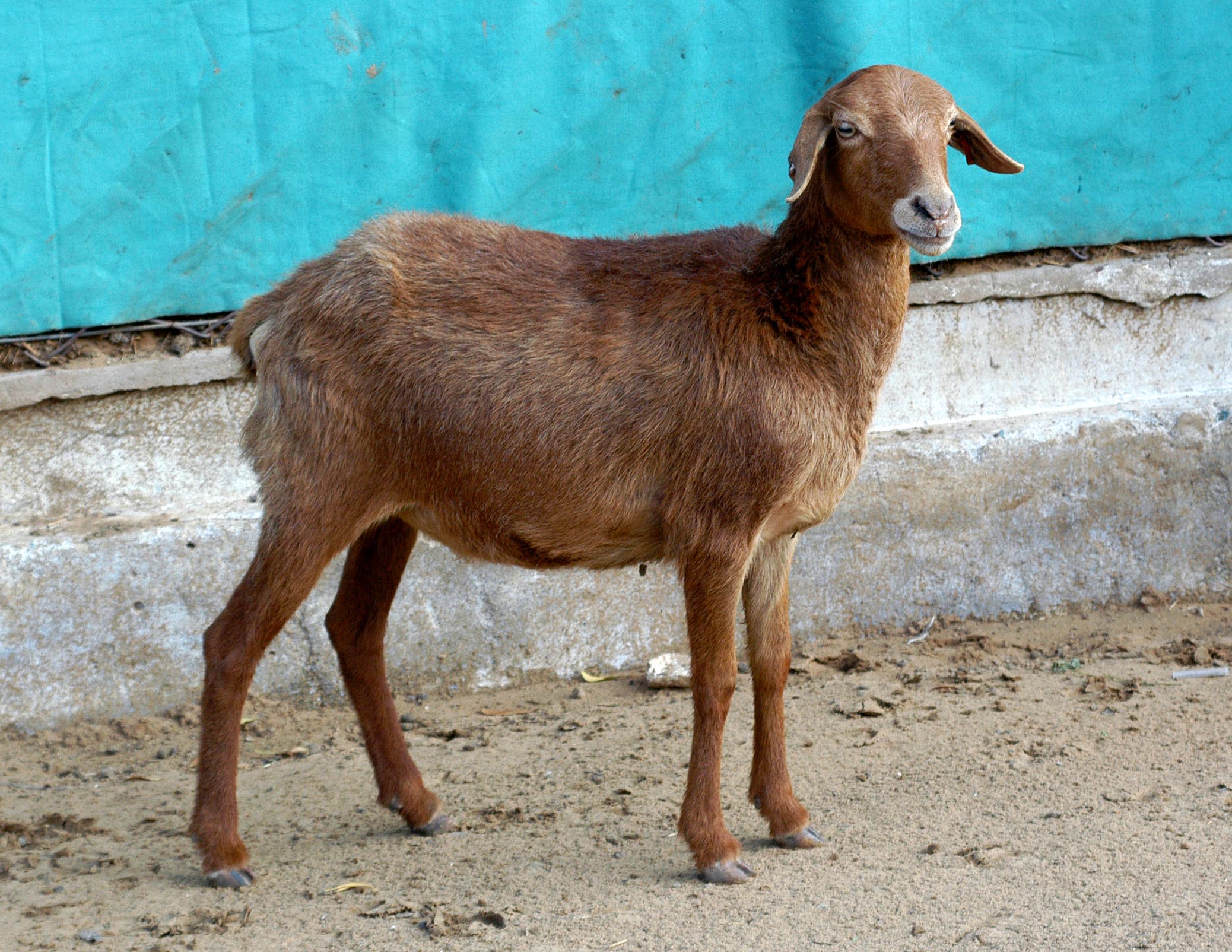 Kendrapada Ewe