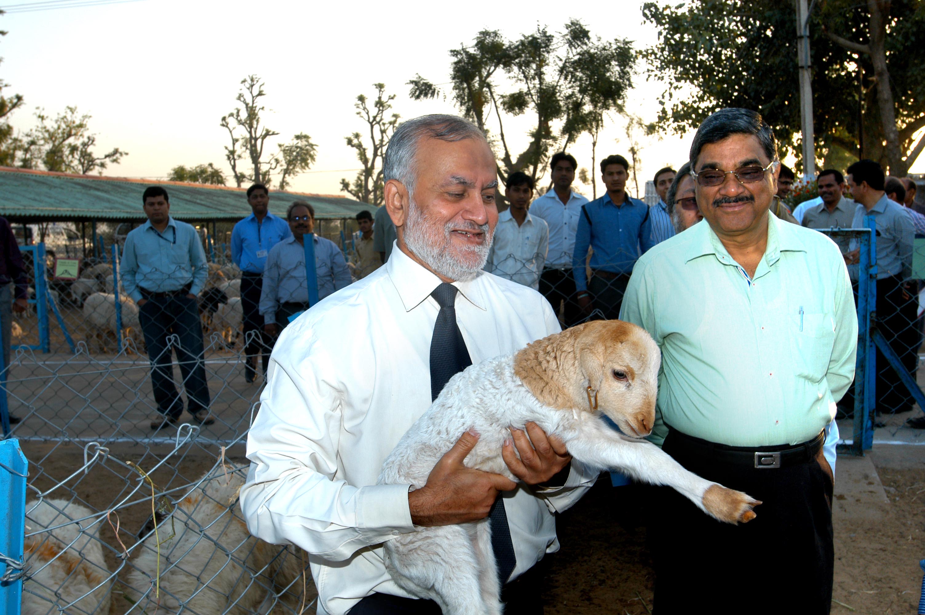 Managing Lambs at Sector No 9