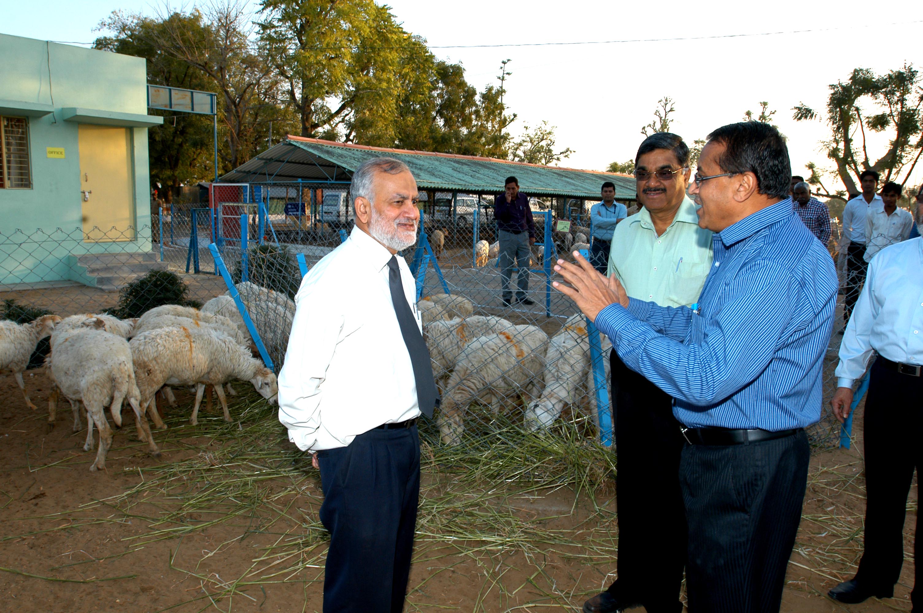 Director CSWRI Expressing Sheep Management Techniques